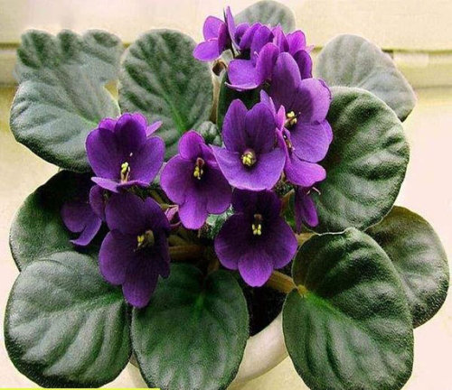 200pcs/bag african violet seed, garden flowers seeds Violet Seeds