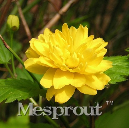 New Rare Kerria Japonica 50+ Seeds