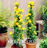New Rare Kerria Japonica 50+ Seeds