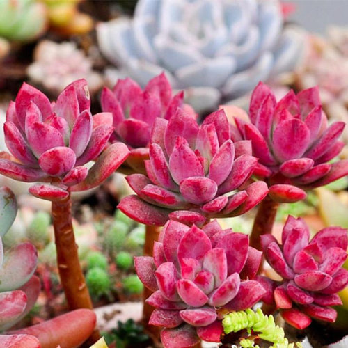 20 seeds per pack Succulent Red ECHEVERIA macdougallii seeds Rare quality plant Crassulacea flower seeds for bonsai