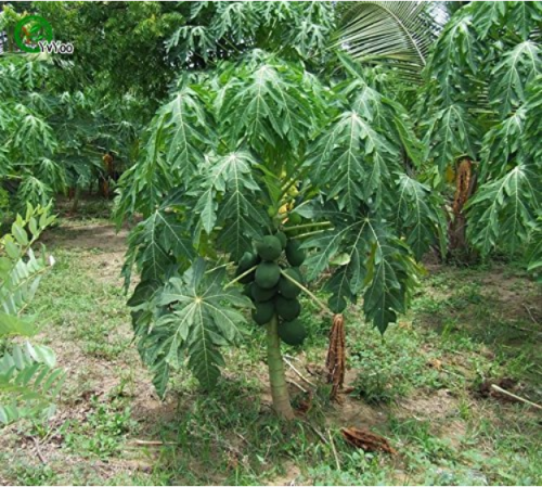 Bonsai Fruit Dwarf Papaya Seeds, Miniature Pawpaw, 50pcs