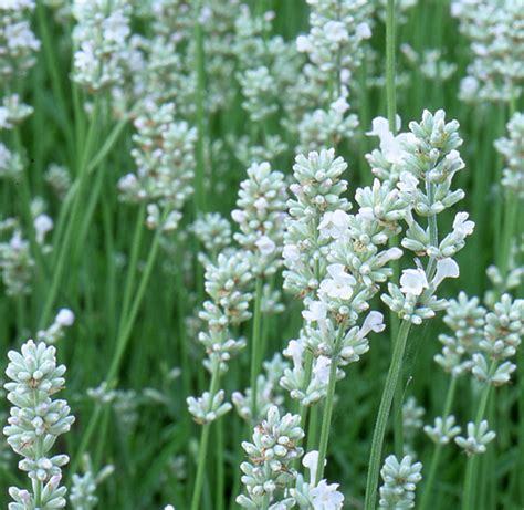 Lavandula angustifolia White Lavender Flower Seeds 200+