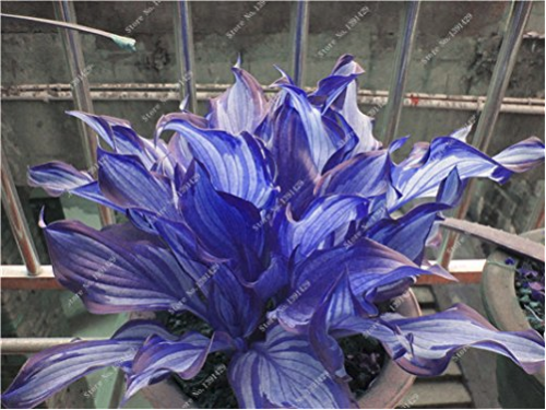Exotic Hosta Plant Seed Four Seasons Flower Perennial Mixed Plantain Lily Flower Ground Cover Flower Seed Garden Supplies 50pcs