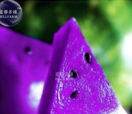 New Purple Watermelon 20+ Seeds