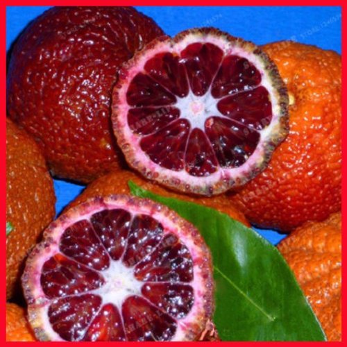 30PCS Rare Red Lemon Tree Seeds High Survival Rate Fruit Seeds For Home Gatden Balcony Bonsai Organic Fruit Lemon Tree Seeds