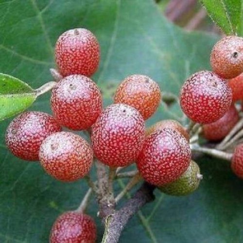 50pcs Silver Berry Elaeagnus Umbellata Seeds, delicious fruit tree seeds, medicinal herb seeds