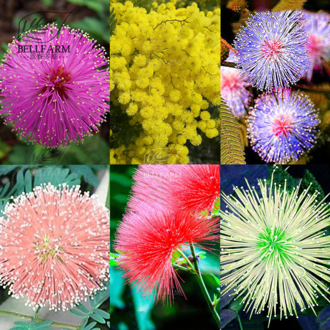 US$ 1.31 - BELLFARM 100pcs 6 Colors Yellow Pink Red Mimosa Pudica Bonsai  Seeds Flowers Sensitive Plant Home Garden Bonsai DIY Perennial -  www.deargogo.com