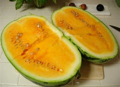 Watermelon Seeds --Crimson Sweet-- Non-gmo Heirloom 10 Seeds (Yellow)