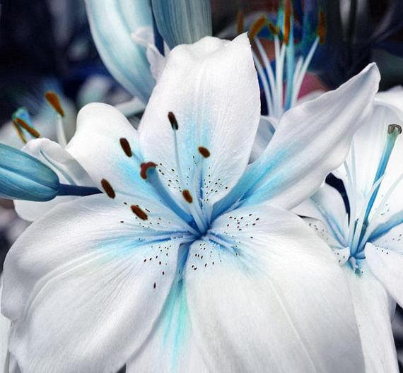 flower lily pictures Mixed Asiatic Lily Flower Bulbs
