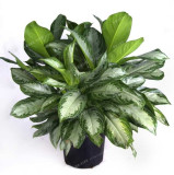 100Pcs Rare Aglaonema spp Seeds High Humidity Easy Grow Office Desk Bonsai Air Freshening Plants Radiation Protect Home Garden
