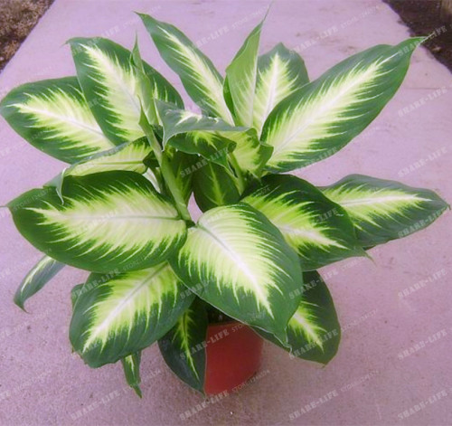 100Pcs Rare Aglaonema spp Seeds High Humidity Easy Grow Office Desk Bonsai Air Freshening Plants Radiation Protect Home Garden