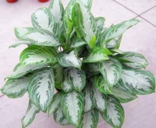 100Pcs Rare Aglaonema spp Seeds High Humidity Easy Grow Office Desk Bonsai Air Freshening Plants Radiation Protect Home Garden