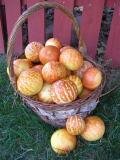 Heirloom Tigger Sweet Melon 10 Seeds 12% Sugar Contained Melon Yellow Golden Stripes
