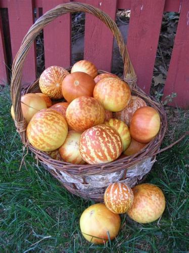 Heirloom Tigger Sweet Melon 10 Seeds 12% Sugar Contained Melon Yellow Golden Stripes