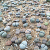 South Africa Mixed Lithops Seedlings Lovely Living Stones Plants