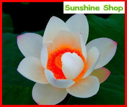 Red Heart Lotus Flower Seeds Gorgeous Aquatic Plant DIY home garden