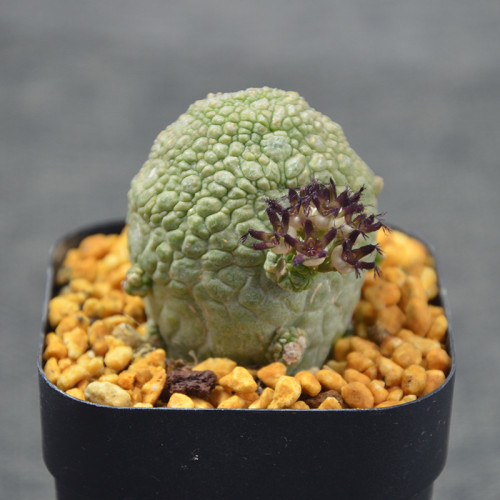 BELLFARM ONLY 1 PIEICE Pseudolithos Eylensis Seed