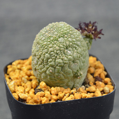 BELLFARM ONLY 1 PIEICE Pseudolithos Eylensis Seed