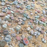 South Africa Mixed Lithops Seedlings Lovely Living Stones Plants