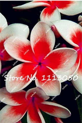 200Pcs/Bag Plumeria Rare Exotic Flower Seeds Egg Flower Seeds