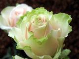 200 Seeds China Rare Dancing queen rose seeds Rose Flower Romantic
