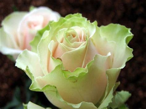 200 Seeds China Rare Dancing queen rose seeds Rose Flower Romantic
