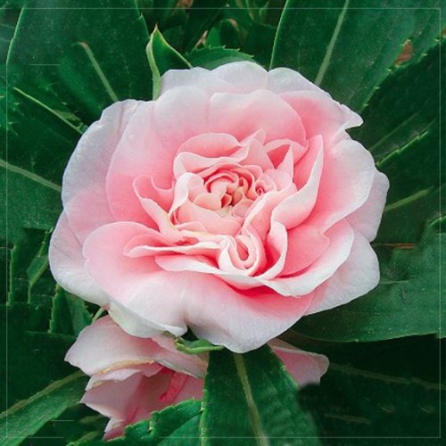 Rare Flemish Antique Corn Poppy Flowers Seeds, 100 seeds, beautiful garden flowers