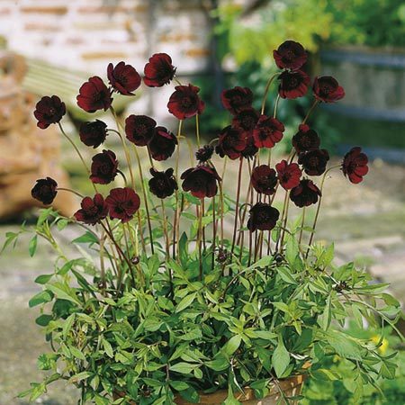 50/100PCS Chocolate Cosmos Plant Seeds  DL203C