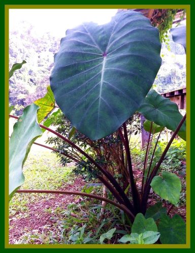 1 PIECE BULB Colocasia Sp.GIANT ELEPHANT EAR TARO BLACK STALK STUNNING BEAU