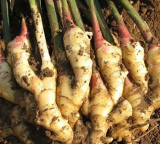 Perennial ginger seeds vegetable seeds zingiber officinale seeds balcony fruits and vegetables - 100 pcs