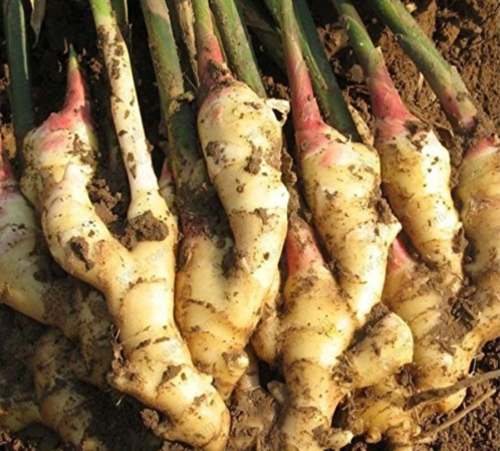 Perennial ginger seeds vegetable seeds zingiber officinale seeds balcony fruits and vegetables - 100 pcs