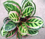 50 PCS Rare Calathea Seeds Air Freshening Plants Beautiful Flowers Seeds Office Desk Bonsai For Flower Garden Ornaments