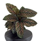 50 PCS Rare Calathea Seeds Air Freshening Plants Beautiful Flowers Seeds Office Desk Bonsai For Flower Garden Ornaments