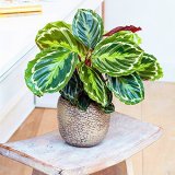 50 PCS Rare Calathea Seeds Air Freshening Plants Beautiful Flowers Seeds Office Desk Bonsai For Flower Garden Ornaments