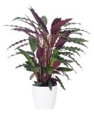 50 PCS Rare Calathea Seeds Air Freshening Plants Beautiful Flowers Seeds Office Desk Bonsai For Flower Garden Ornaments