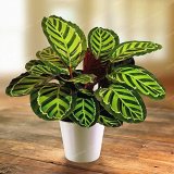 50 PCS Rare Calathea Seeds Air Freshening Plants Beautiful Flowers Seeds Office Desk Bonsai For Flower Garden Ornaments