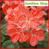 Geranium 'Avenida' Pink Orange Flowers, 10PCS Pelargonium Heirloom Single Petals Bonsai for Home Garden Perennial