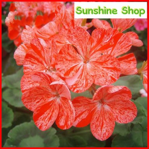 Geranium 'Avenida' Pink Orange Flowers, 10PCS Pelargonium Heirloom Single Petals Bonsai for Home Garden Perennial