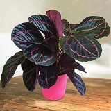 50 PCS Rare Calathea Seeds Air Freshening Plants Beautiful Flowers Seeds Office Desk Bonsai For Flower Garden Ornaments
