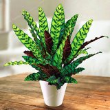 50 PCS Rare Calathea Seeds Air Freshening Plants Beautiful Flowers Seeds Office Desk Bonsai For Flower Garden Ornaments