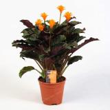 50 PCS Rare Calathea Seeds Air Freshening Plants Beautiful Flowers Seeds Office Desk Bonsai For Flower Garden Ornaments