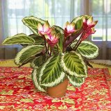 50 PCS Rare Calathea Seeds Air Freshening Plants Beautiful Flowers Seeds Office Desk Bonsai For Flower Garden Ornaments