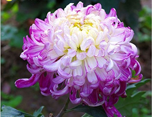 100 pcs/bag Light Purple White Color Chrysanthemum Seeds Chrysanthemum Morifolium Seeds Flower Potted Plant for DIY Home Garden