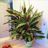 50 PCS Rare Calathea Seeds Air Freshening Plants Beautiful Flowers Seeds Office Desk Bonsai For Flower Garden Ornaments
