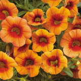 Apricot Punch Calibrachoa Organic Petunia Seed, 200 Seed/Pack, Big Blooms Bonsai Flower Seed