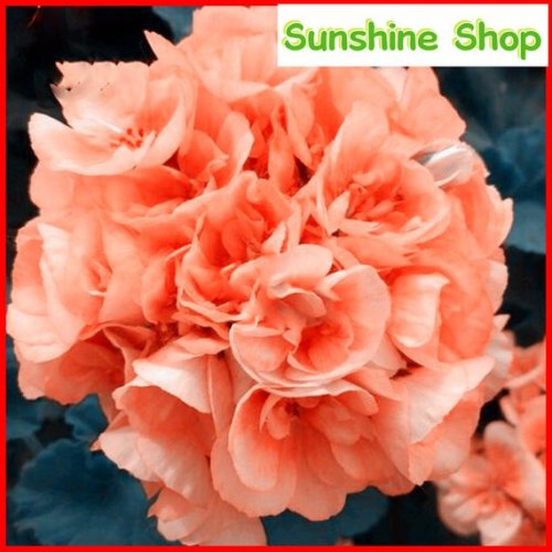 10PCS Geranium Orangish Red Ball-typed Big Blooms Bonsai Flowers, Heirloom Garden Fragrant Flowers