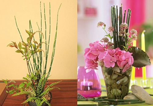 50 bamboo seeds rare mini black moso bamboo seeds pack Bambusa Lako tree seeds