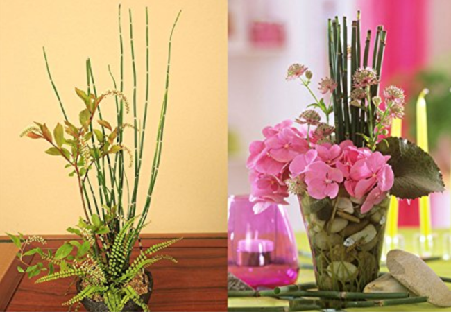 50 bamboo seeds rare mini black moso bamboo seeds pack Bambusa Lako tree seeds