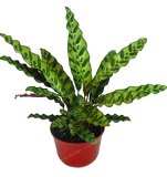 50 PCS Rare Calathea Seeds Air Freshening Plants Beautiful Flowers Seeds Office Desk Bonsai For Flower Garden Ornaments
