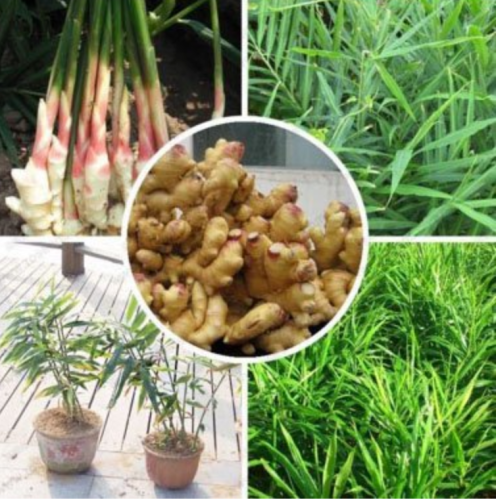 Perennial ginger seeds vegetable seeds zingiber officinale seeds balcony fruits and vegetables - 100 pcs